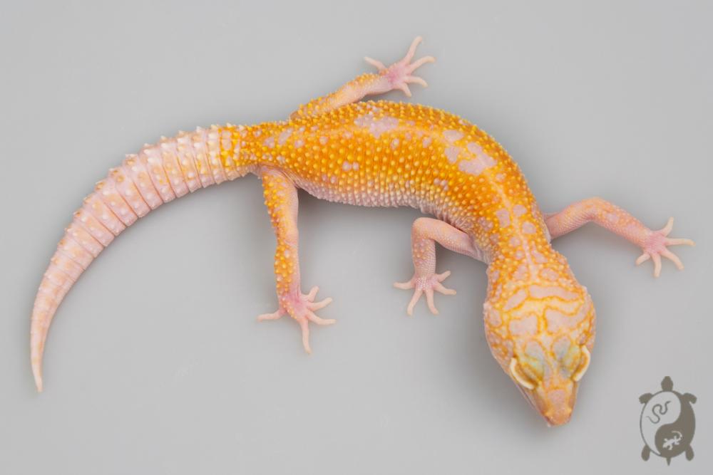 AG45 - Gecko Léopard - Eublepharis Macularius Stone Wash Tremper - &#9792;- NC 2020
