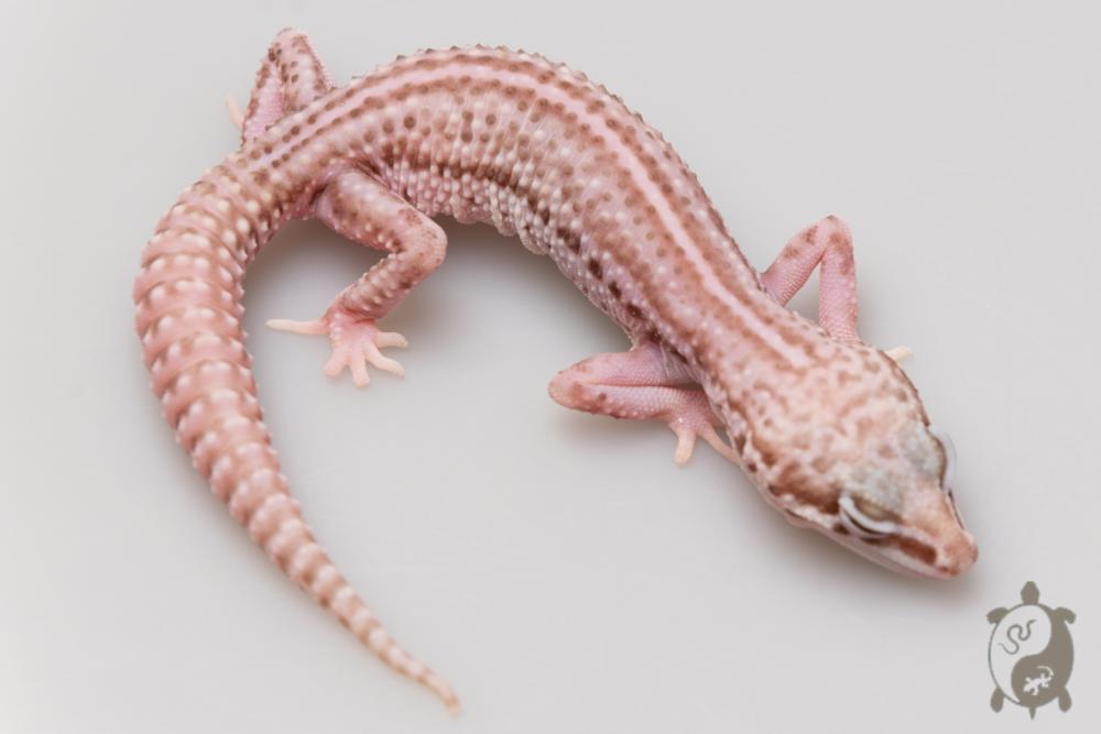 EJ27 - Gecko Léopard - Eublepharis Macularius Super Snow Bell Albinos - &#9792; - NC 2021
