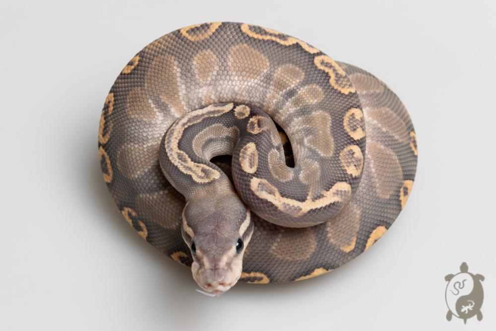 Python royal - Python regius Black Pastel GHI Butter Ghost