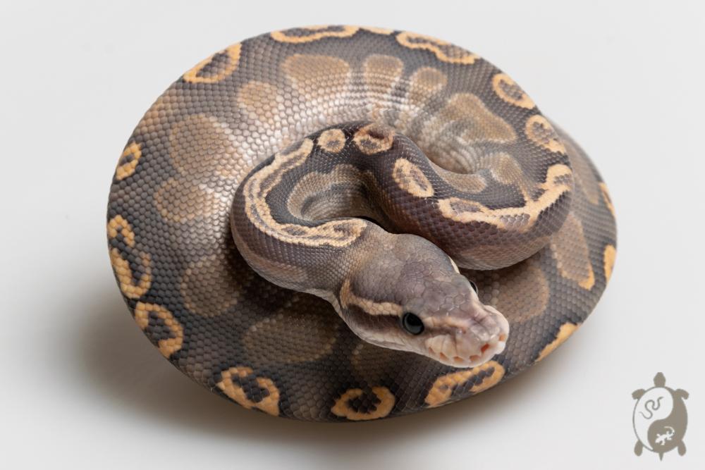 Python royal - Python regius Black Pastel GHI Butter Ghost