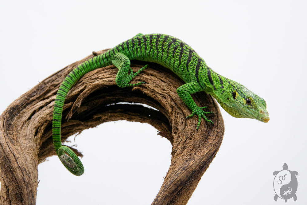 Varanus prasinus - Varan émeraude - NCUE 2023 