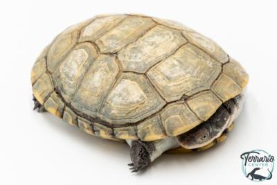 Pelomedusa subrufa – Péloméduse roussâtre - 05