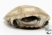 Pelomedusa subrufa – Péloméduse roussâtre - 06