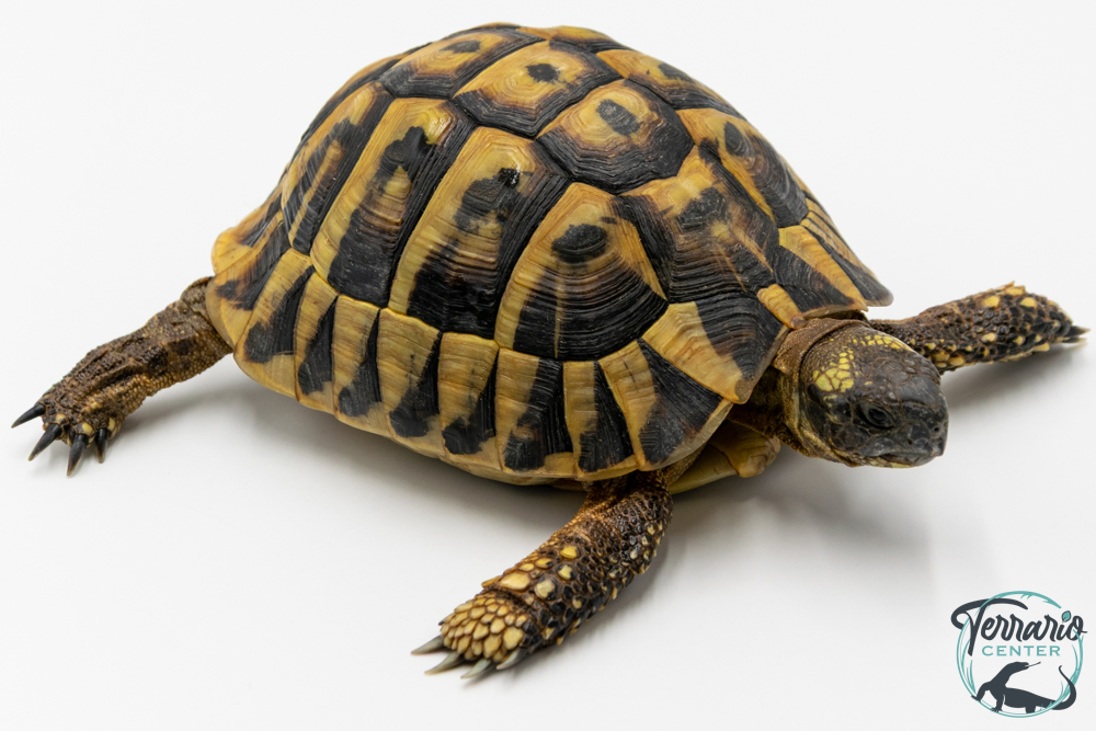 Tortue d'Hermann - Testudo hermanni boettgeri 12-15 cm - Mâle