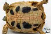 Tortue d'Hermann - Testudo hermanni boettgeri 12-15 cm - Femelle