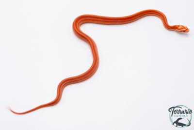 Serpent des blés - Pantherophis guttatus Tessera amela ligne