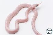 Serpent des blés - Pantherophis guttatus Palmetto