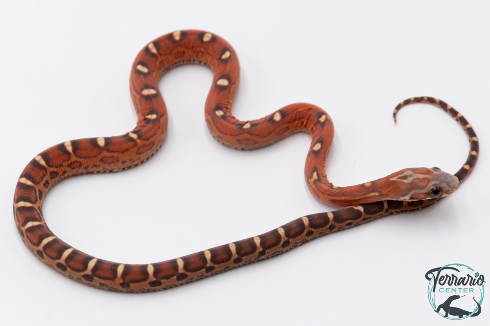 Serpent des blés - Pantherophis guttatus Scaleless