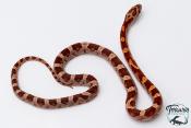 Serpent des blés - Pantherophis guttatus Classique Het Palmetto