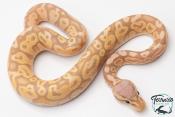 Python royal - Python regius Banana Pastel