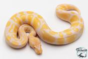 Python royal - Python regius Albinos