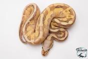 Python royal - Python regius Super Vanilla Lesser