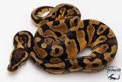 Python royal - Python regius Pastel