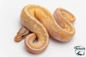Python royal - Python regius Banana Pastel Piebald
