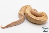 Python royal - Python regius Banana Pastave GHI 