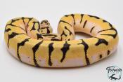Python royal - Python regius Bumblebee Orange Dream