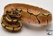 Python royal - Python regius Spider