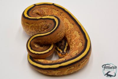Python royal - Python regius Super Stripe