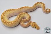 Python royal - Python regius Banana Clown Lesser
