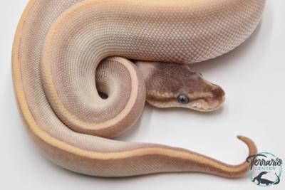 Python royal - Python regius Purple Passion 