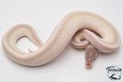 Python royal - Python regius Super Mojave