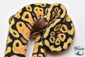Python royal - Python regius Pastel Specter