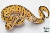 Python royal - Python regius Clown Pastel