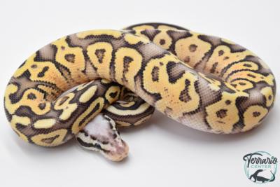 Python royal - Python regius Super Pastel Yellow Belly
