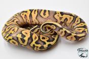 Python royal - Python regius Super Pastel Yellow Belly