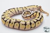Python royal - Python regius Bumblebee Yellow Belly