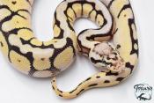 Python royal - Python regius Bumblebee Yellow Belly