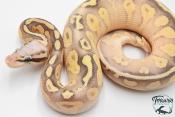 Python royal - Python regius Super Pastel Lesser