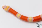 Lampropeltis triangulum hondurensis -  Faux-corail du Honduras - Albinos