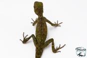 Acanthosaura armata - Dragon cornu des montagnes