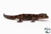 Cyrtodactylus nebulosus -  Gécko indien assombri