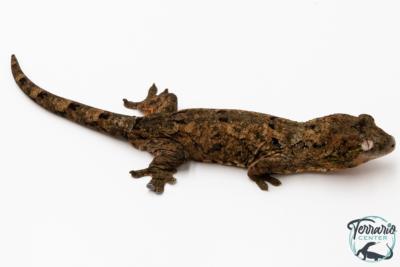 Mniarogekko chahoua - Gecko mousse - Grande Terre - NC 2025 - Mâle 03
