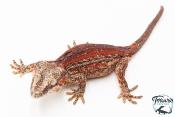 Rhacodactylus auriculatus - Gecko gargouille - NCUE 2025 - Femelle 01