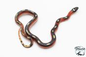 Faux corail de Sinaloa - Lampropeltis triangulum sinaloae "Splotched" 