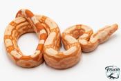 Boa constricteur - Boa imperator Arabesque Albinos Kahl 