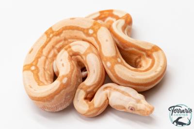 Boa constricteur - Boa imperator Arabesque Albinos Kahl Jungle
