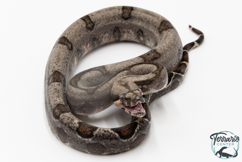 Boa constricteur - Boa imperator Jungle