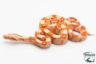 Boa constricteur - Boa imperator Albinos Kahl Poss Jungle