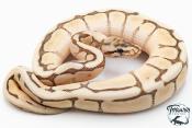 Python royal - Python regius Butter Bee