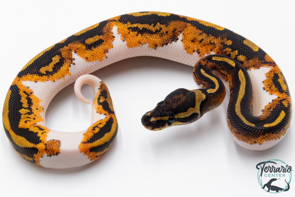 Python royal - Python regius Piebald Yellow Belly