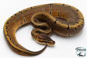 Python royal - Python regius Pinstripe