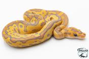 Python royal - Python regius Clown Fire Hypo