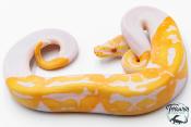 Python royal - Python regius Piebald Albinos