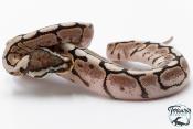 Python royal - Python regius Spider Cinnamon 