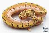 Python royal - Python regius Stinger Bee Hypo