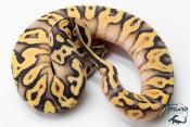 Python royal - Python regius Super Pastel Yellow Belly